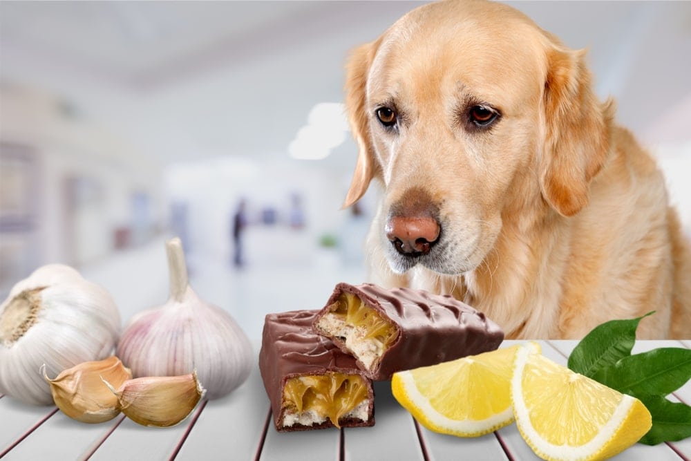 sad dog wants to eat chocolate