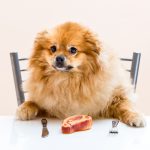 sad pemaranian eats steeak with fork