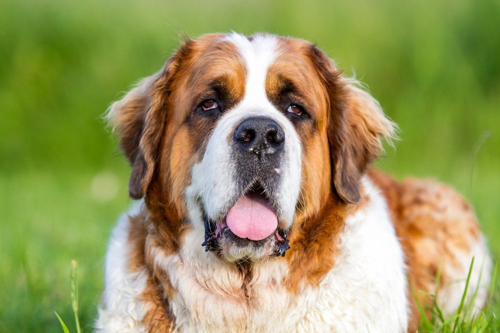 saint bernard 3