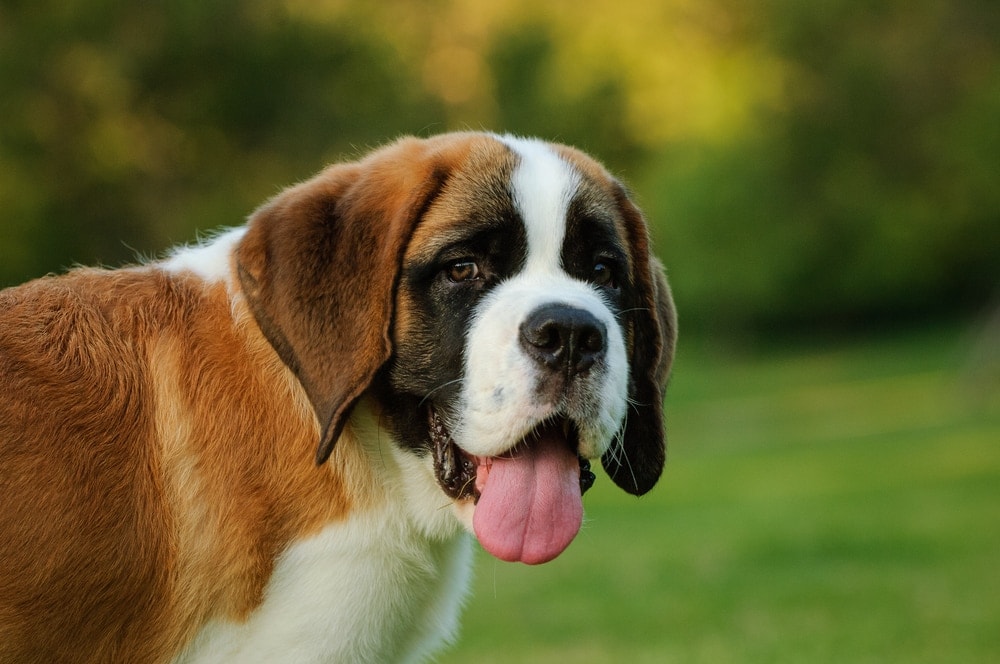 saint bernard 4