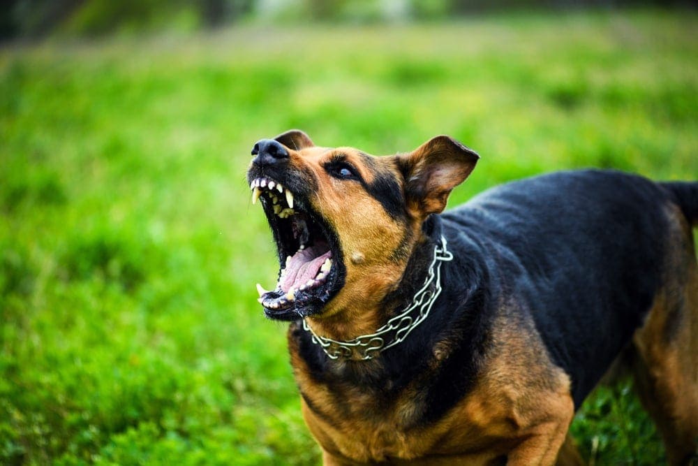 what dog breed has the scariest bark