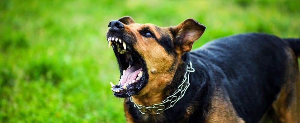 Top 10 Scariest Looking Dog Breeds - Petsoid