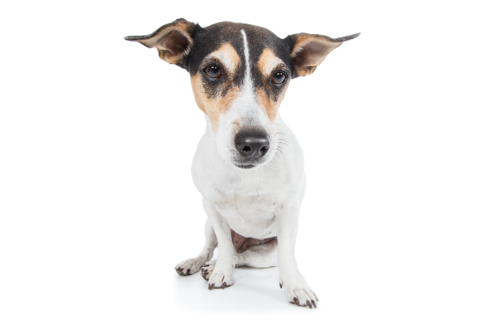 Why Is My Dog Shaking and Trembling? » Petsoid