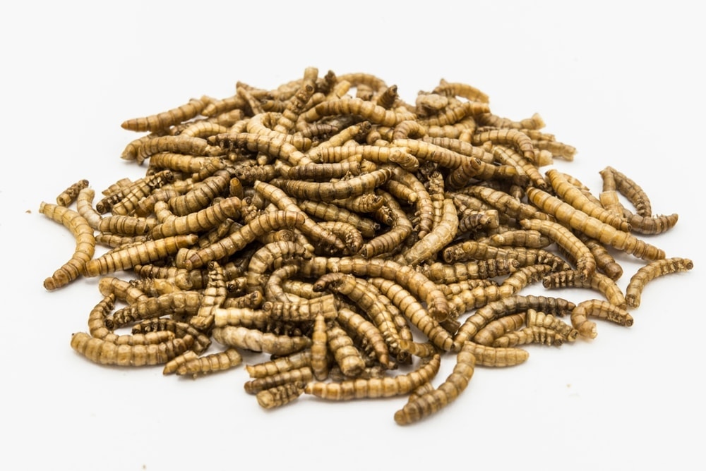 How to Raise Your Own Mealworms » Petsoid