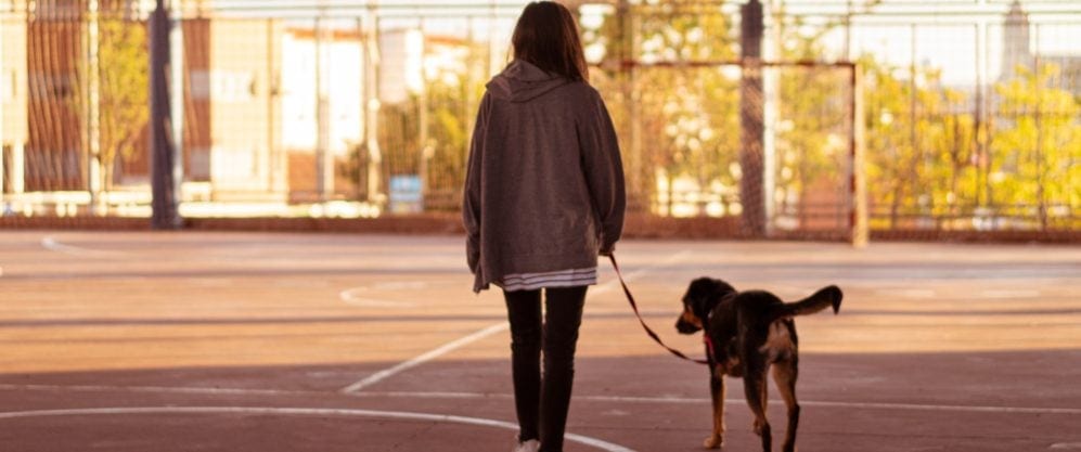 Why is My Dog Walking Backwards? » Petsoid