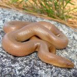 shutterstock 83246695