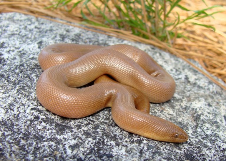 Rubber Boa Care guide - Size, Diet & More » Petsoid