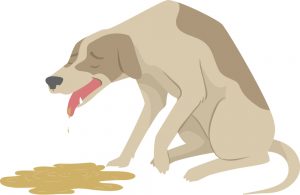 My Dog Keeps Retching But Not Being Sick - What to Do? » Petsoid