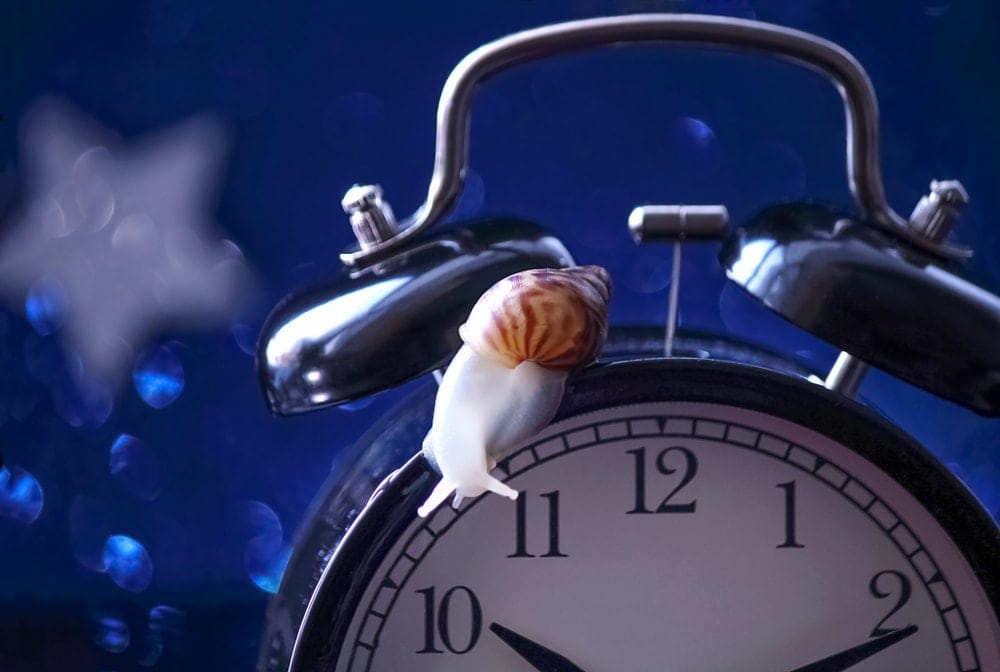 snail sleep clock