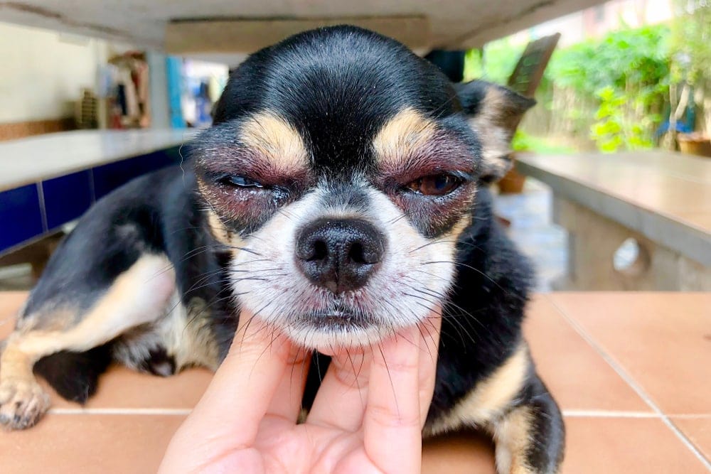 Reasons Why Your Dog Has Swollen Eyes » Petsoid