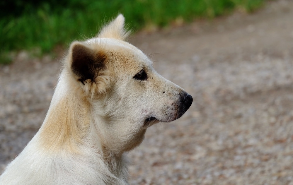 symptoms of dog stung by bee