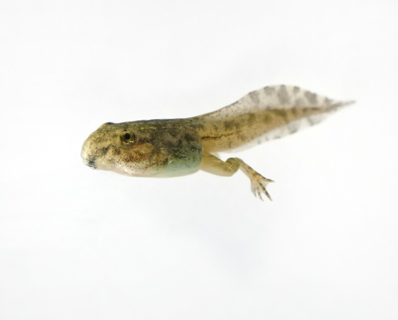 What Exactly Do Tadpoles Eat? » Petsoid
