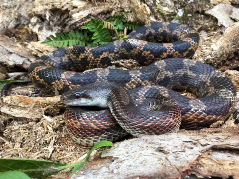 Texas Rat Snake Care Guide & Info » Petsoid