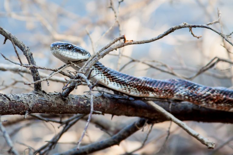 Texas Rat Snake Care guide & Info » Petsoid