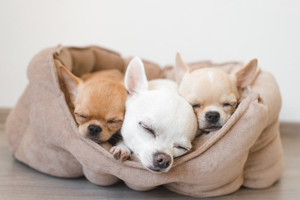 three dogs are sleeping in a bed