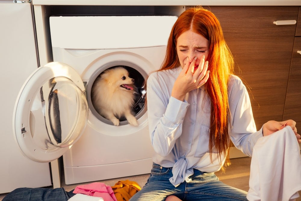 washing dog