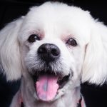 white dog with ink on tongue 1