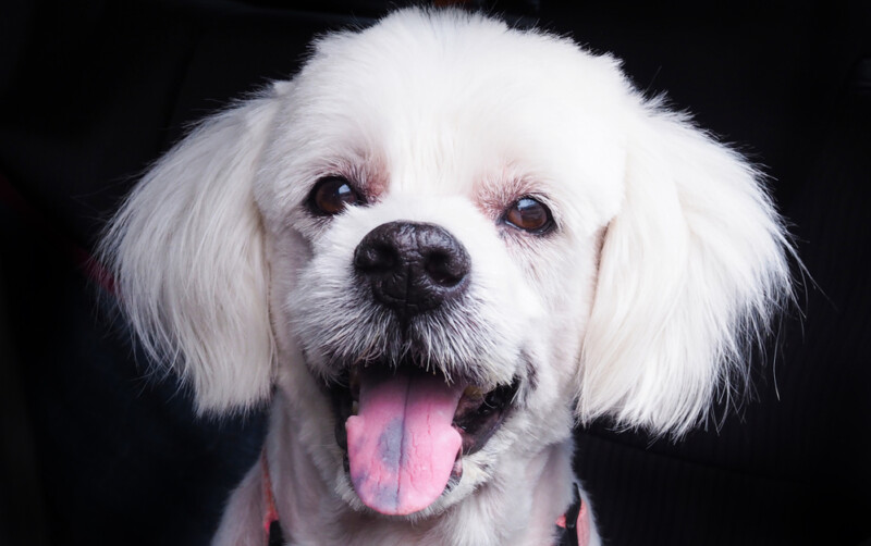 What is the Black Spot on my Dog’s Tongue? » Petsoid