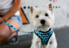 Are Harnesses Good for Dogs?