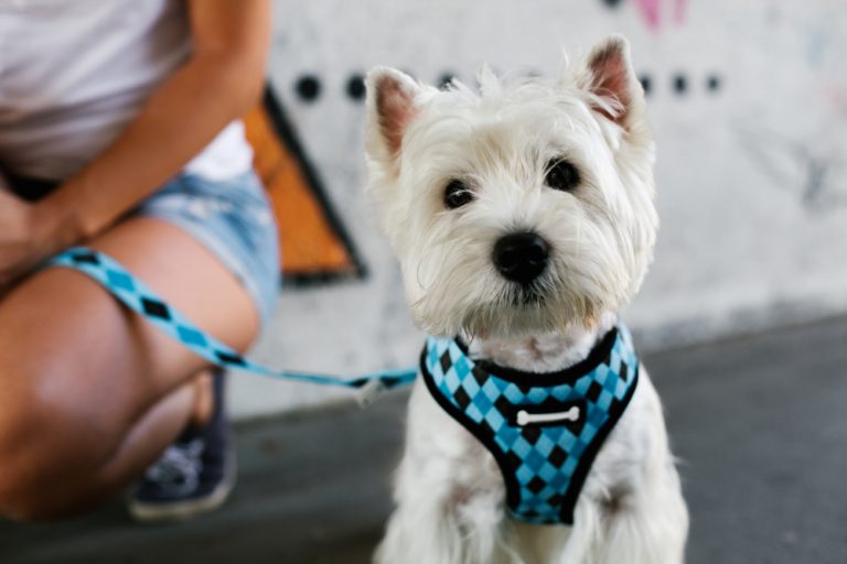 Are Harnesses Good for Dogs? » Petsoid