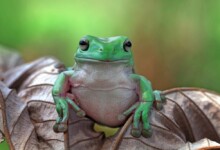 White's Tree Frog Care Guide - Diet, Lifespan & More