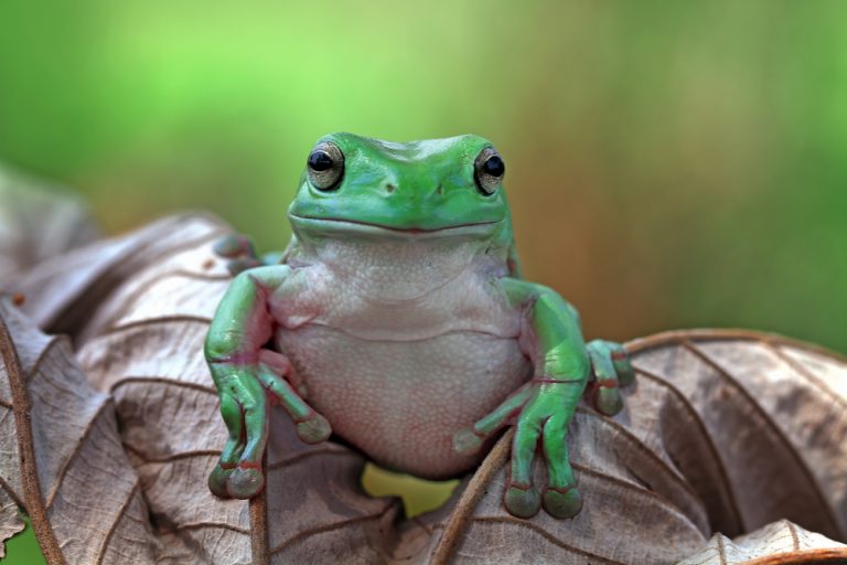 White's Tree Frog Care Guide - Diet, Lifespan & More » Petsoid