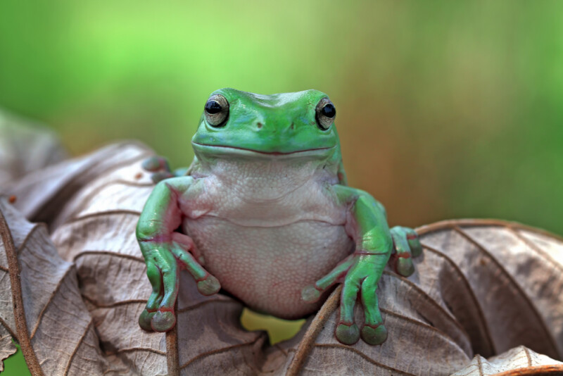 White's Tree Frog Care Guide - Diet, Lifespan & More » Petsoid