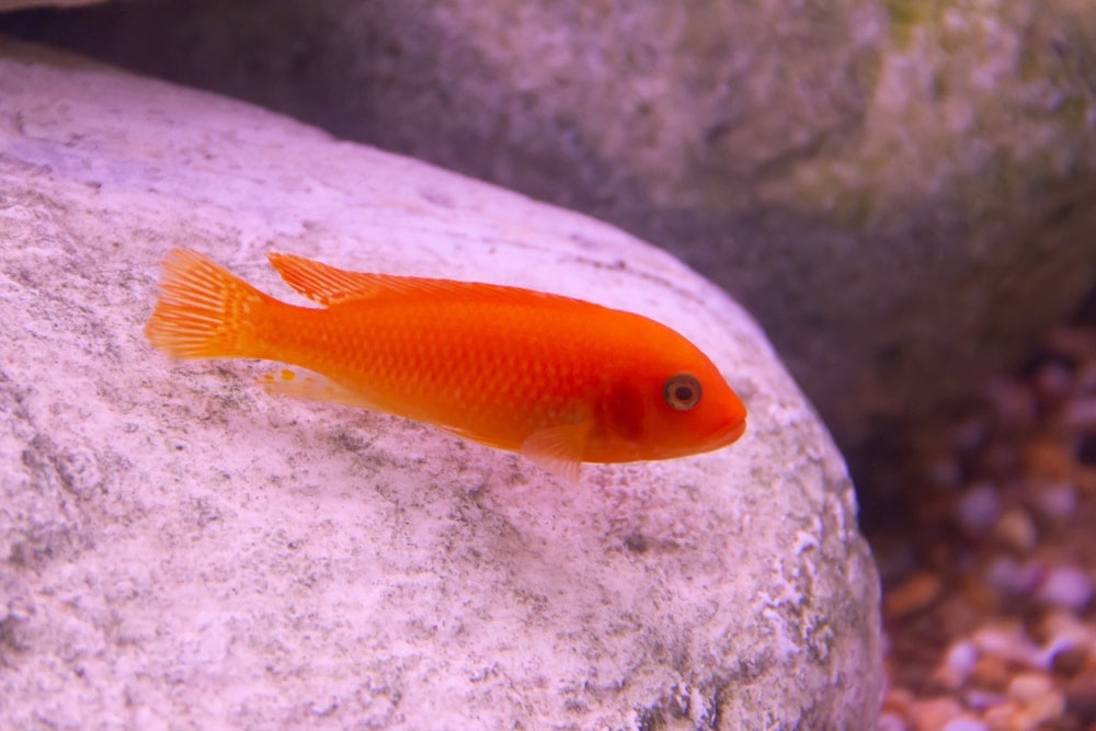 red zebra cichlid scratching