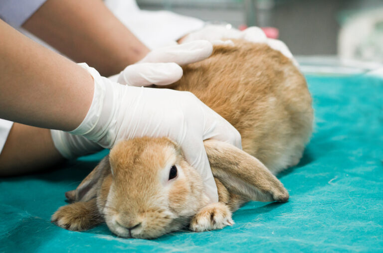 GI Stasis in Pet Rabbits What you need to know » Petsoid