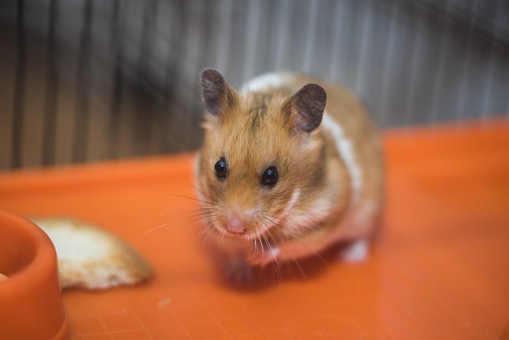 Hamster Life Cycle: Different Stages in their life » Petsoid