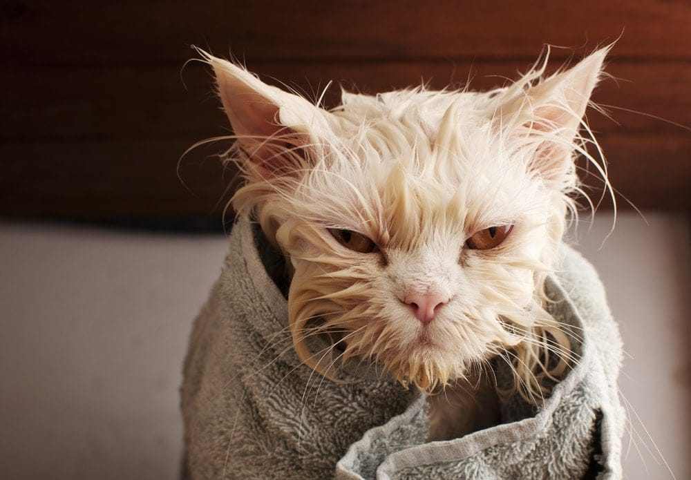 Do Cats Need Baths? » Petsoid
