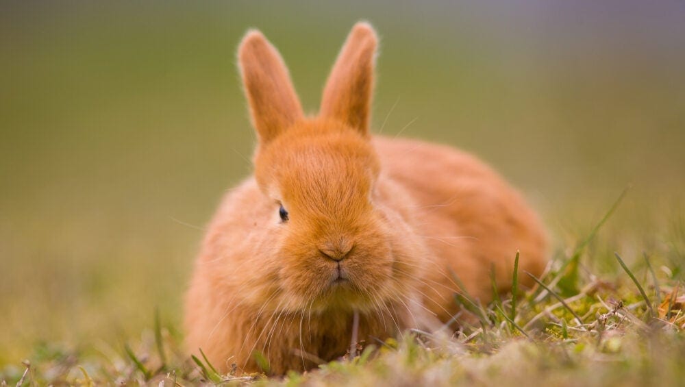 My Rabbit is Biting Me. How Do I Make Him Stop? » Petsoid