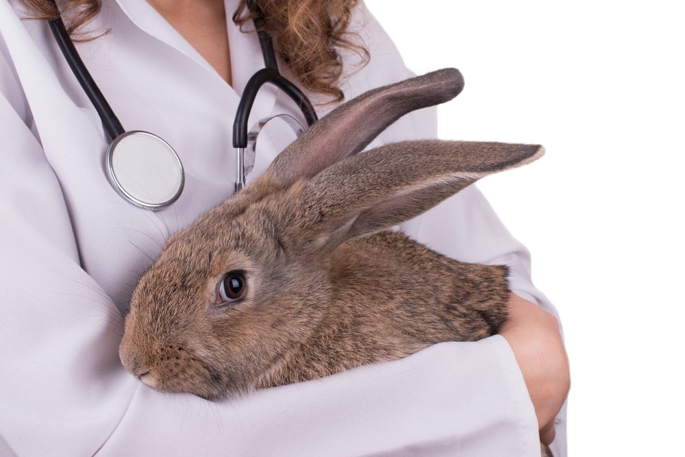 Spaying or Neutering Your Pet Rabbit Benefits & Info » Petsoid