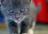 Blue Eyes Kitten: What you Need to Know