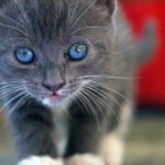 blue eyed kitten