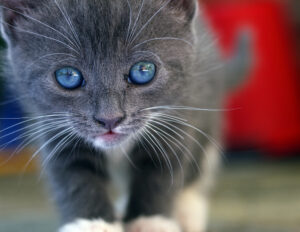 grey cat with blue eyes names