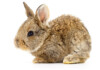 Baby Bunny Care Tips & Information