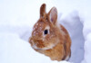Caring for Pet Rabbits in Cold Weather
