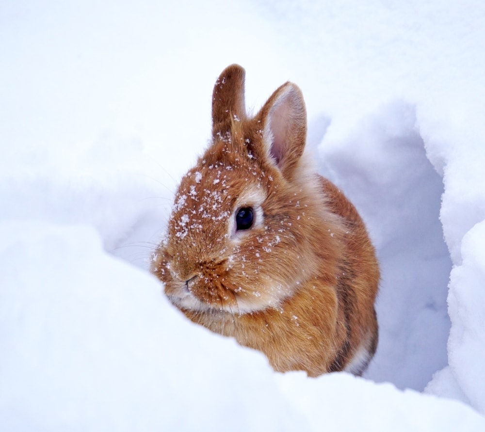 brown bunny snow