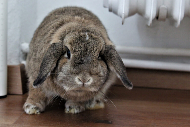 My Rabbit is Biting Me. How Do I Make Him Stop? » Petsoid