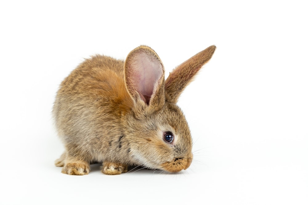 Do Pet Rabbits Smell Indoor? » Petsoid