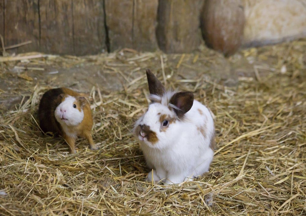 Can Pet Rabbits & Guinea Pigs Live Together? » Petsoid