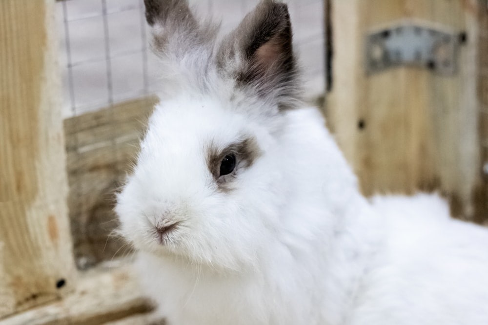 do rabbit cages smell