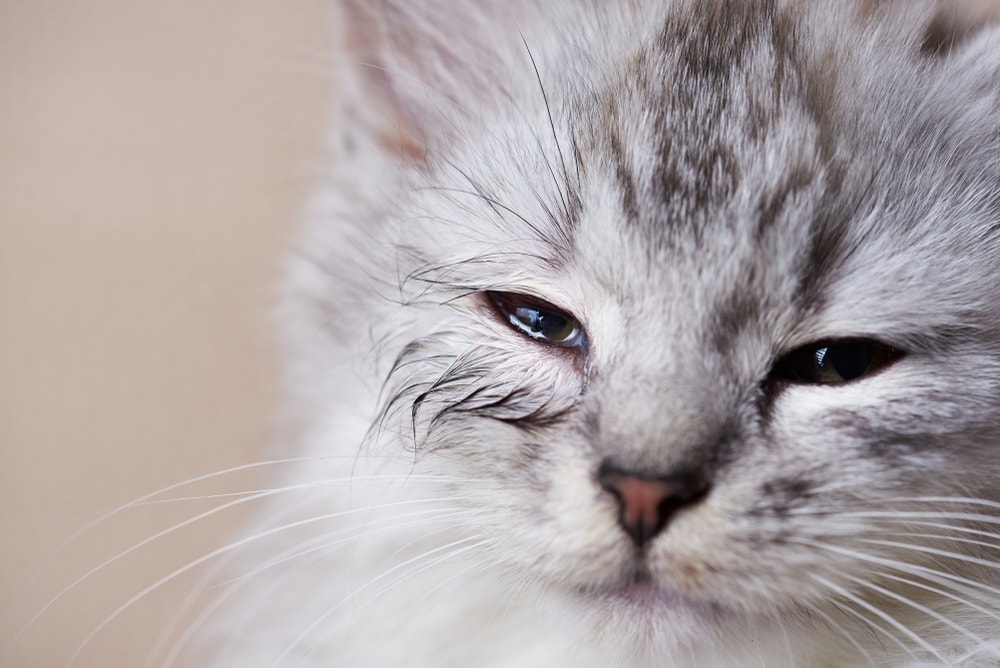 Cat Eye Discharge Causes & Information » Petsoid