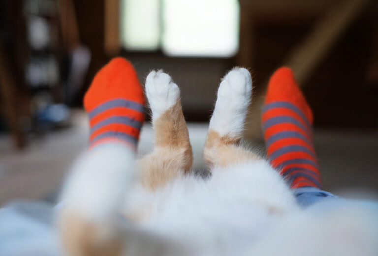 How to Make Your Cat Feel Comfortable at Home » Petsoid