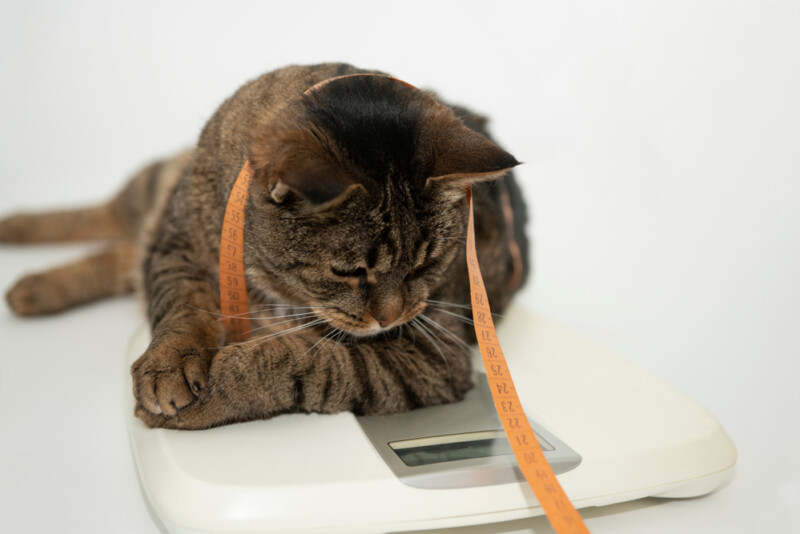 What is the average cat weight petsoid