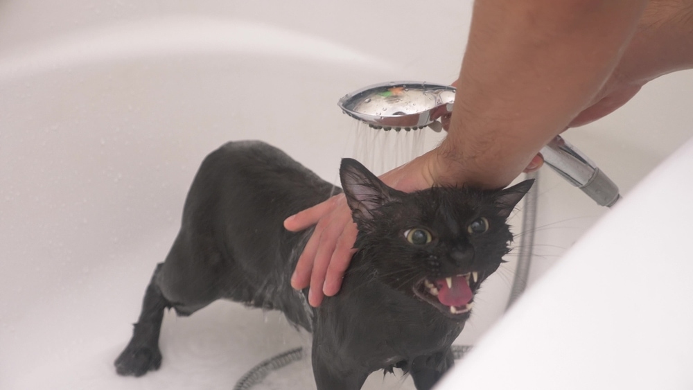 cat angry bath