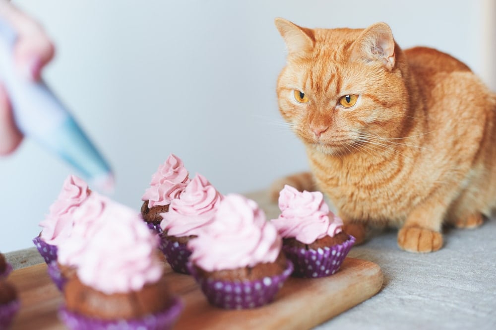 cat doent like cakes