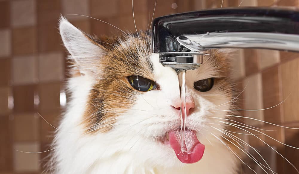 5 Reasons Why Your Cat is Thirsty All The Time Petsoid