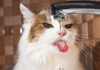 5 Reasons Why Your Cat is Thirsty All The Time